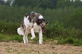 BARZOI 139